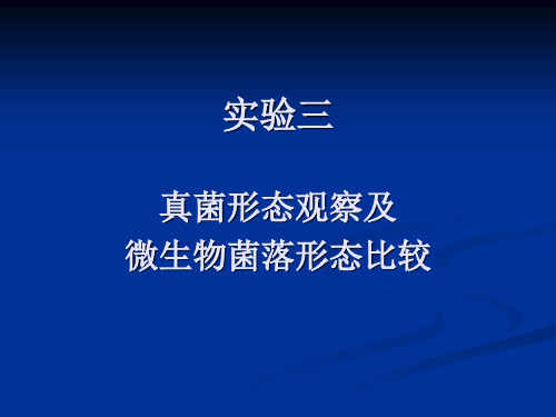 真菌形态观察及微生物菌落形态比较.