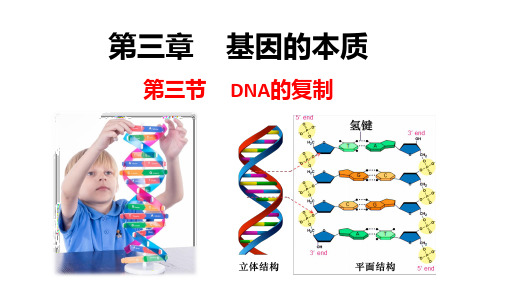 生物人教版必修23.3DNA的复制(共18张ppt2个视频)