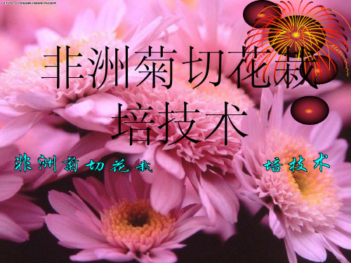 非洲菊
