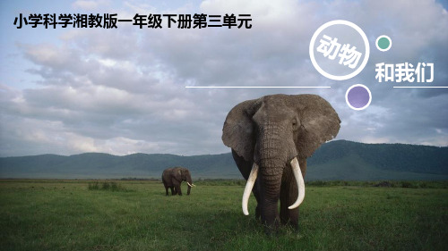 湘教版一年级下册科学3.4《科学,动物和我们》课件