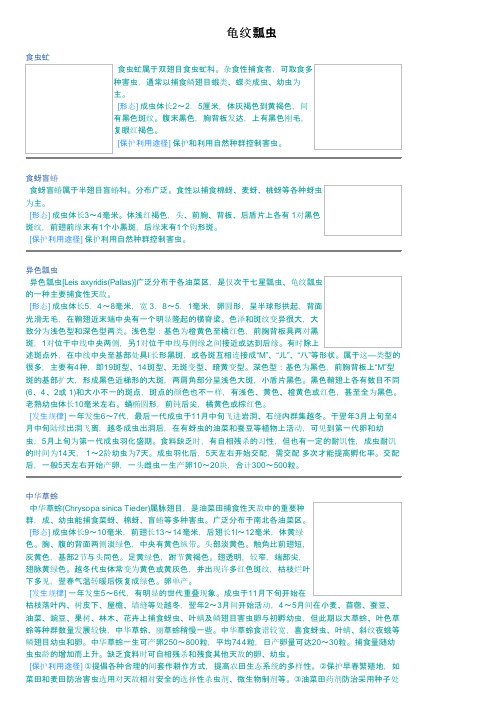 龟纹瓢虫——精选推荐