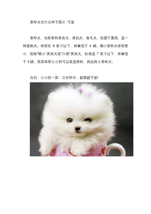 茶杯犬长什么样子图片 可爱