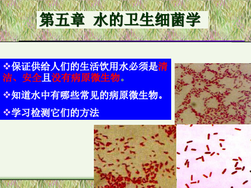 水处理微生物学 第五章 水的卫生细菌学