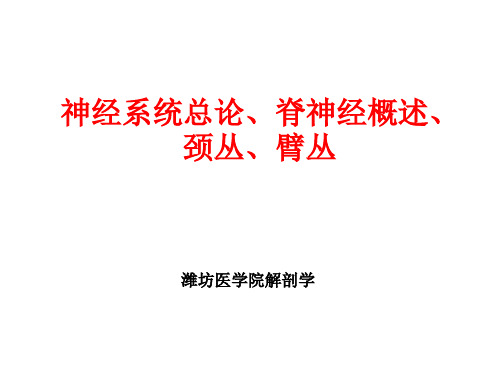 神经系统总论、脊神经、颈丛、臂丛