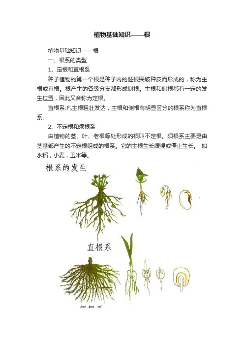 植物基础知识——根