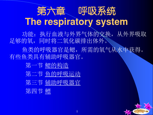 2018年学习鱼类学-呼吸系统教材课件PPT