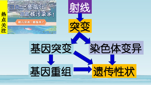 高三生物一轮复习课件：基因突变和基因重组