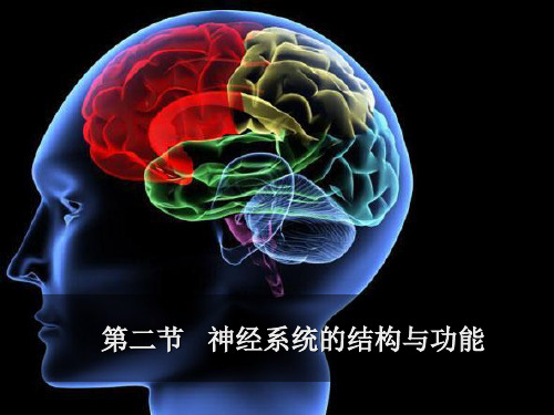 神经冲动的产生和传导 (2)