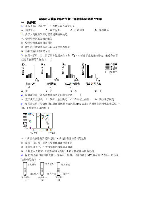 菏泽市人教版七年级生物下册期末期末试卷及答案