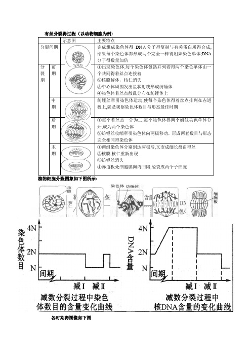 有丝分裂和减数分裂的过程和图像