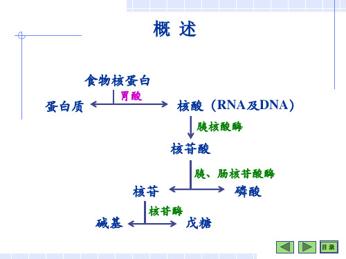 核苷酸PPT