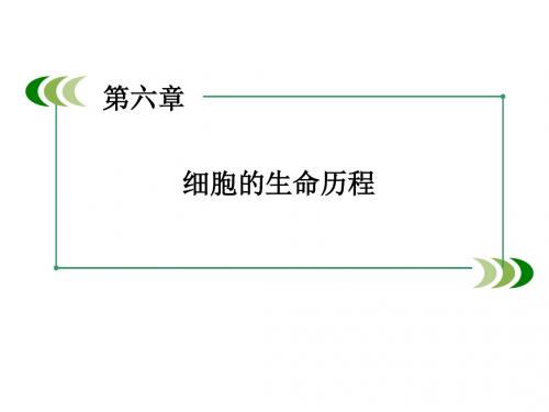 高中生物人教版必修一配套课件第六章细胞的生命历程复习课件