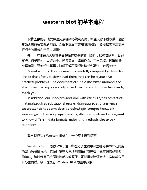 western blot的基本流程