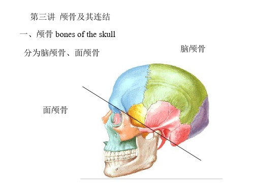 颅骨及其连结 人体解剖学 系统解剖学