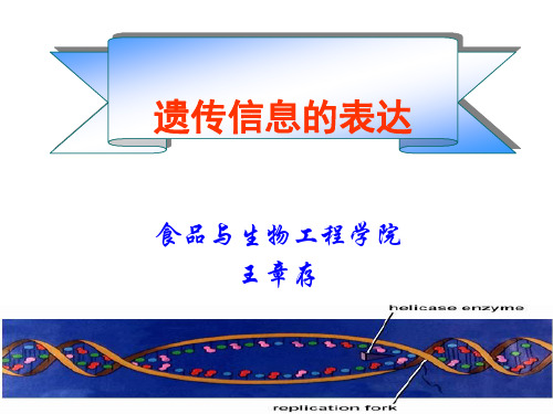 核酸合成(DNA)