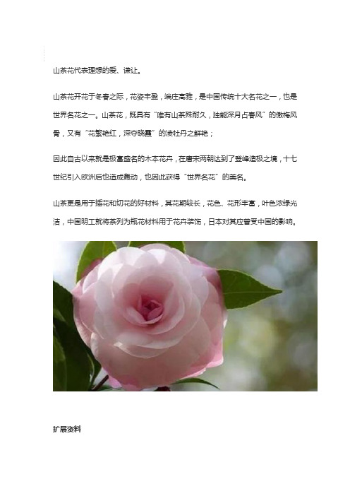 山茶花暗示的什么意思