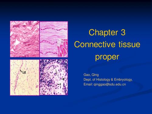 03connnective tissue( 结缔组织)