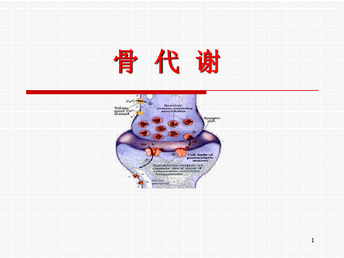 骨代谢PPT演示课件