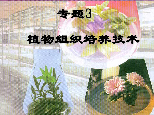 植物的组织培养(上课用)PPT演示课件