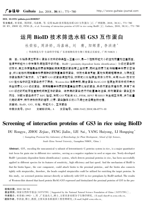 运用BioID技术筛选水稻GS3互作蛋白