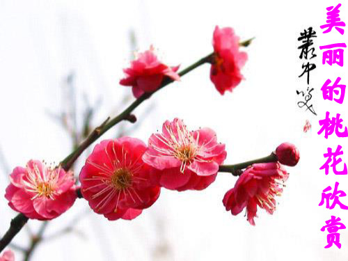 6.2《桃花源记》课件北师大版九年级下册(6)