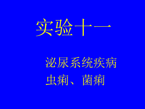 病理实验切片十一泌尿系统、虫痢、菌痢