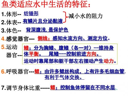 七年级生物下册第10章水中的生物软体动物河蚌课件苏科版