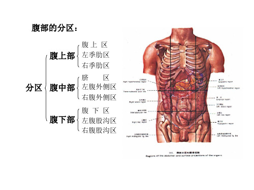 局部解剖学课件之 腹 部_PPT幻灯片