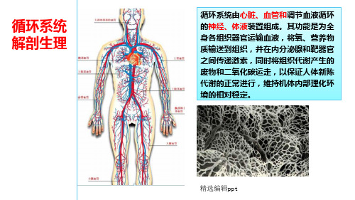 循环系统解剖生理ppt课件