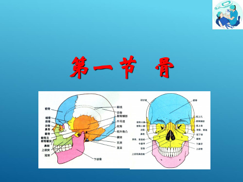 颌面部局部解剖—颌骨(口腔解剖生理学课件)