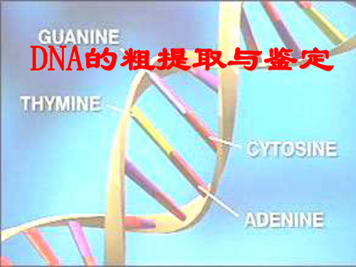 DNA的粗提取与鉴定_实验报告