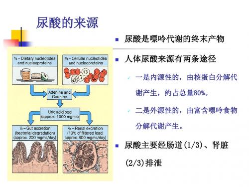 痛风性肾病护理查房