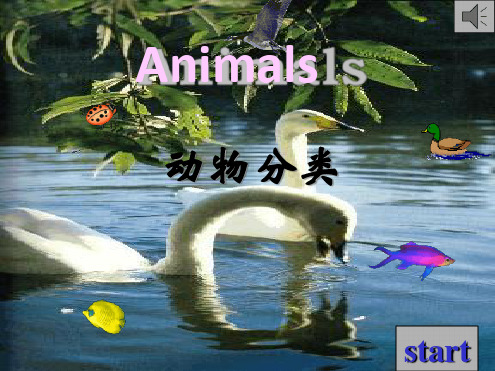 animal动物分类