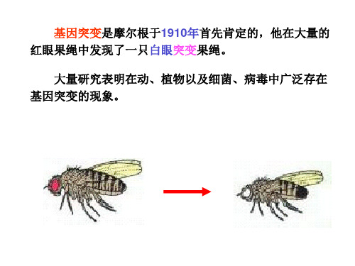 第10章--基因突变