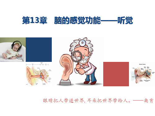 脑科学导论chapter13 听觉