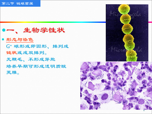 化脓性细菌链球菌属课件