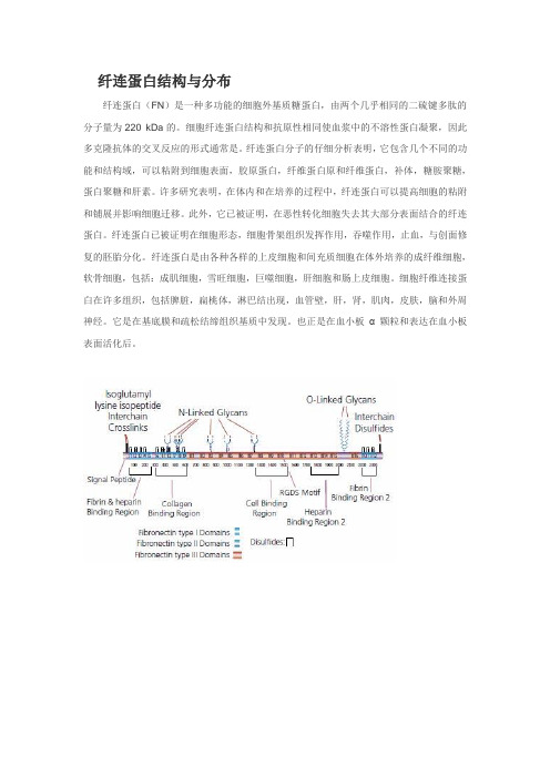 纤连蛋白结构与分布