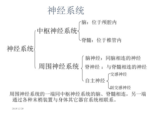 第二章幼儿的生长发育及健康评价ppt课件