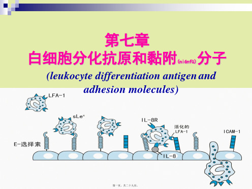 第七章--白细胞分化抗原和粘附分子【优选文档】