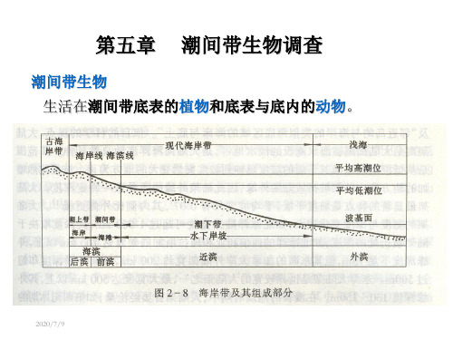 第五章 潮间带生物调查(海洋生物资源调查技术)