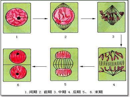 减数分裂课堂PPT课件