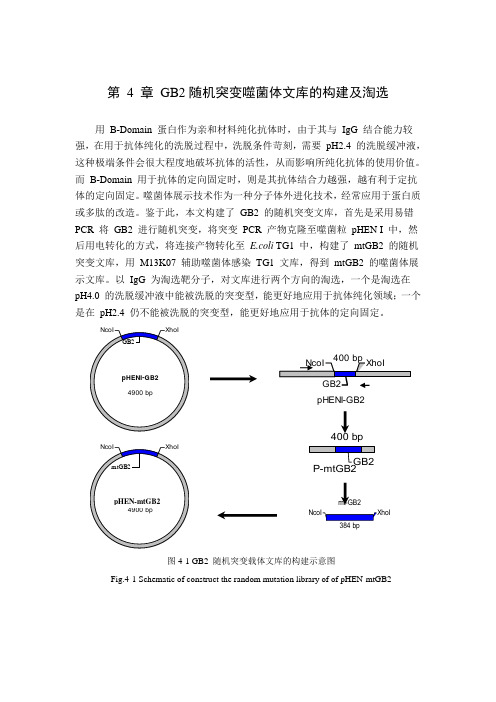 第 4 章 GB2随机突变噬菌体文库的构建及淘选