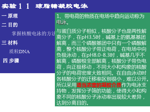 实验琼脂糖凝胶电泳一原理二目的掌握核酸电泳的方法