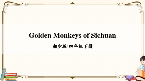 湘少版四年级英语下册 Golden monkeys of Sichuan 教学课件