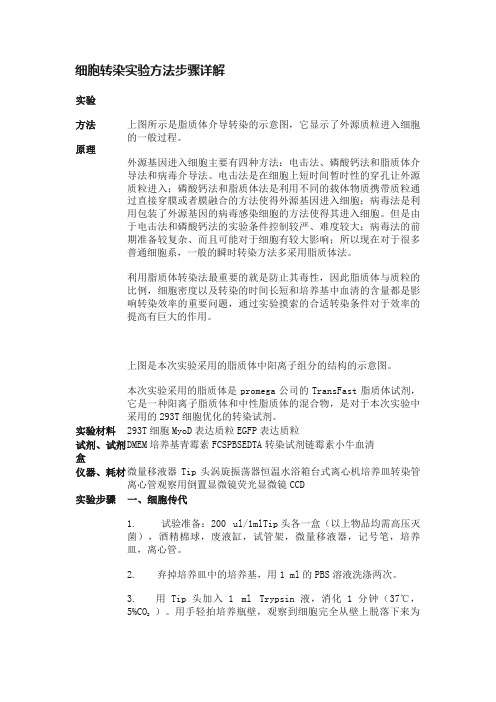 细胞转染实验方法步骤详解