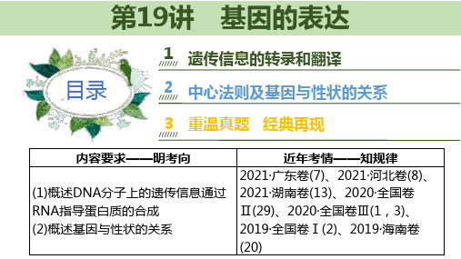 2023届高三生物一轮复习课件： 第19讲 基因的表达