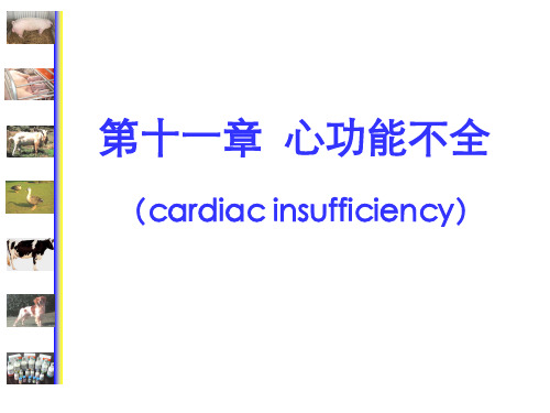 动物医学-病理生理学《心功能不全》课件