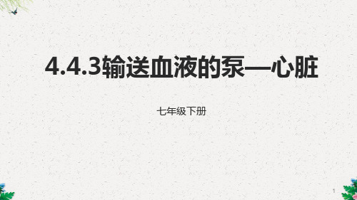 人教生物七年级下册4.4.3输送血液的泵—心脏课件 (共19张PPT)