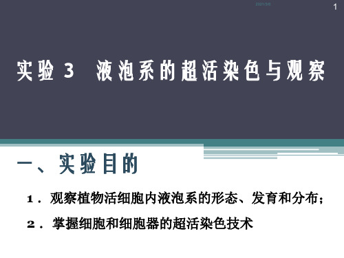 实验3液泡系的超活染色与观察