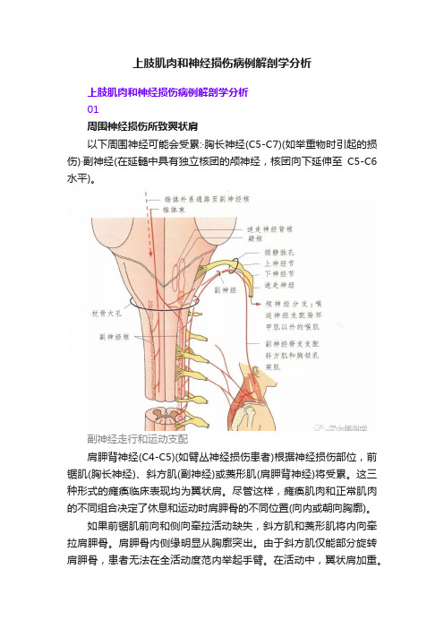 上肢肌肉和神经损伤病例解剖学分析